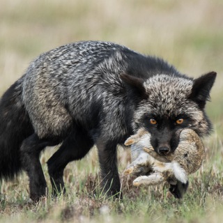 Логотип schwarzerfuchs