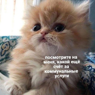 Логотип канала choyazachelovek