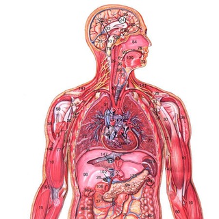 Логотип канала human_anatomy_atlas