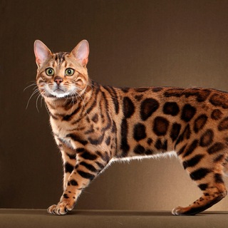 Логотип bengal_koshki