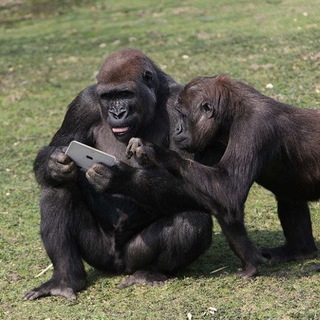 Логотип канала gorilla_speak