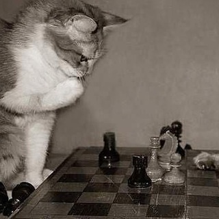 Логотип chessfurs