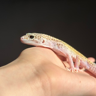 Логотип канала geckosss