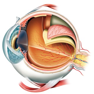 Логотип канала ophthalmologya