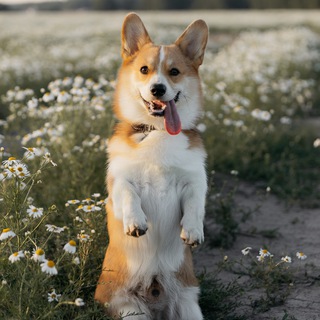 Логотип CorgiMarty