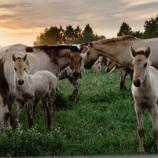 Логотип канала rancho_na_urale