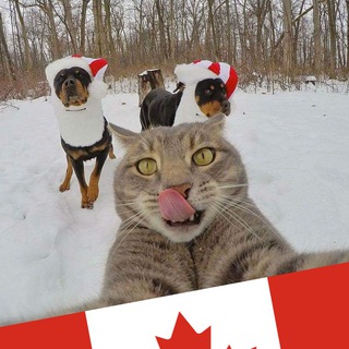 Логотип canadacat