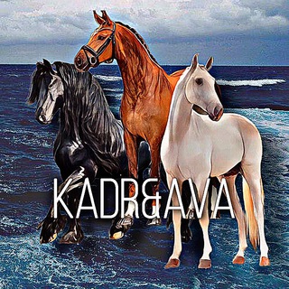 Логотип канала ava_kadrhorse