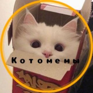 Логотип kotomemi1