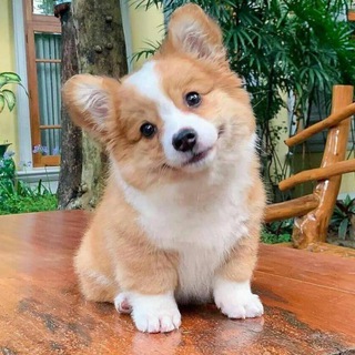 Логотип Kroshka_Corgi