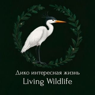 Логотип livingwildlife