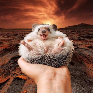 Логотип martian_hedgehog