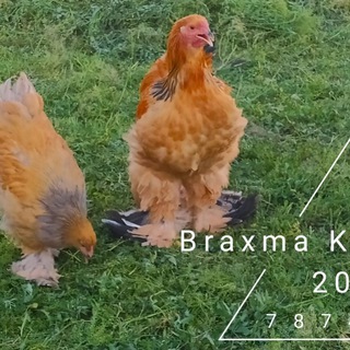 Логотип канала bramakarakalpak