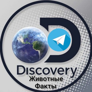 Логотип канала discovery_animal