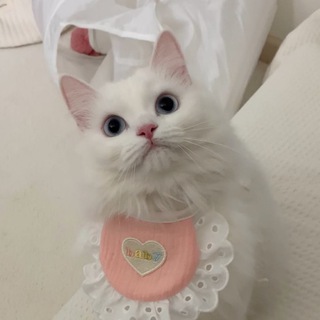 Логотип канала cutekotikimeow