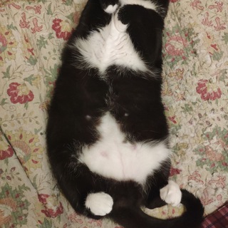 Логотип канала cats_bellies