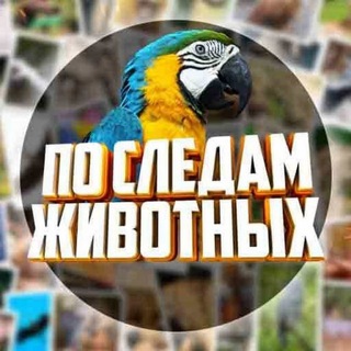 Логотип канала following_the_animals