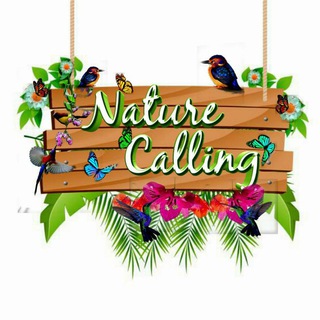 Логотип канала nature_is_calling