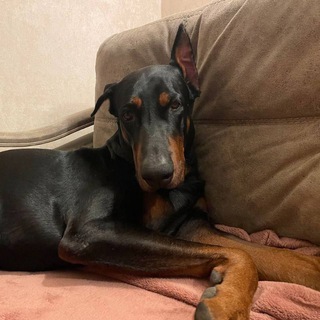 Логотип doberman_love_raccon