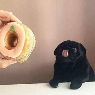 Логотип канала littleciderpug