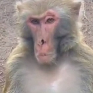 Логотип monkegifki