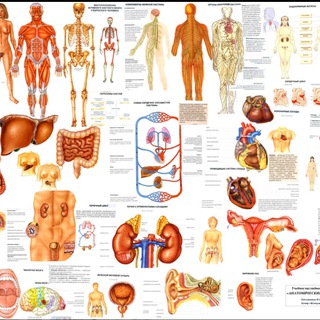 Логотип канала anatomy_text