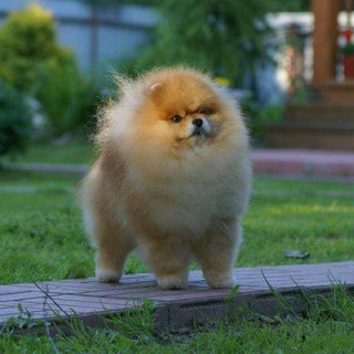 Логотип pomeranianstarpom