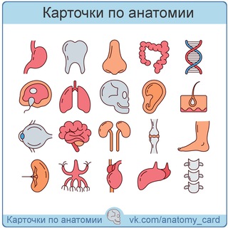 Логотип канала anatomy_card