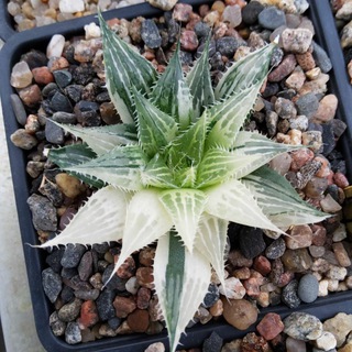 Логотип raresucculents_chat