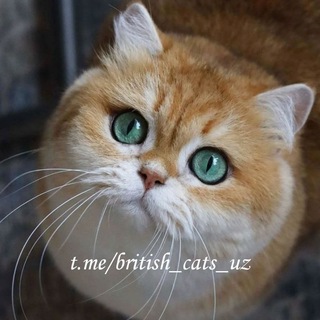 Логотип канала british_cats_uz