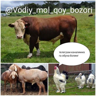 Логотип vodiy_mol_qoy_bozori