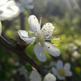 Логотип канала idleb_photo