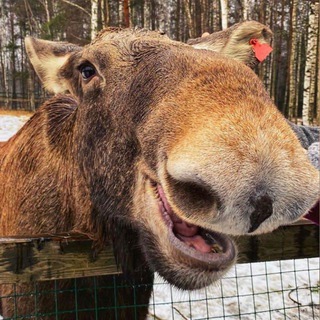 Логотип канала elk_park