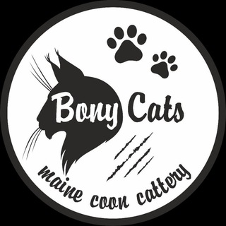 Логотип канала bonycats