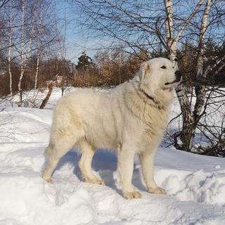 Логотип канала maremma