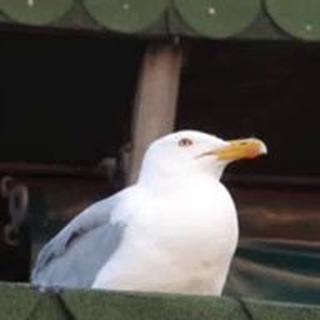 Логотип komedoni_onme