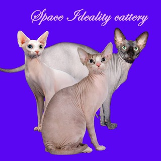 Логотип sphynxspace