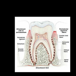 Логотип канала dentalanatomyrendozed