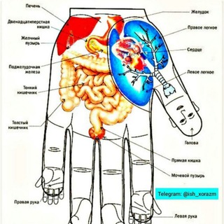 Логотип канала tma_anatomiya