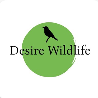 Логотип канала desirewildlife