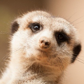 Логотип the_mink_of_meerkat