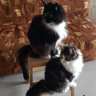 Логотип канала maine_coon_in_tailcoat