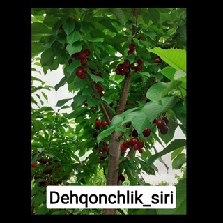 Логотип канала dehqonchilik_siri