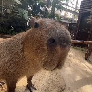 Логотип канала capybaras_are_cute