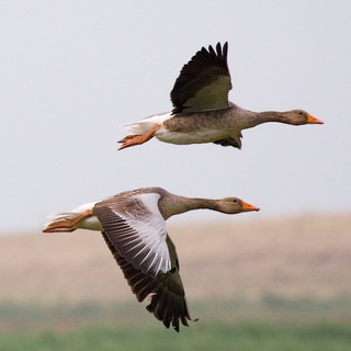 Логотип канала borgoy_birds