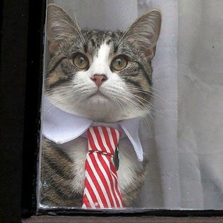 Логотип канала assangecat