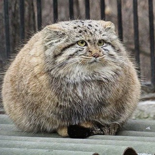 Логотип канала pallascats