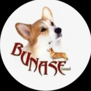 Логотип канала corgibunase