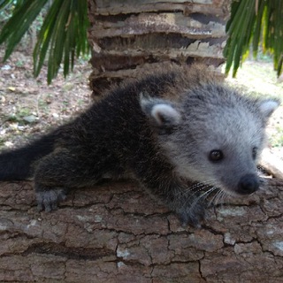 Логотип канала wanderingbinturong