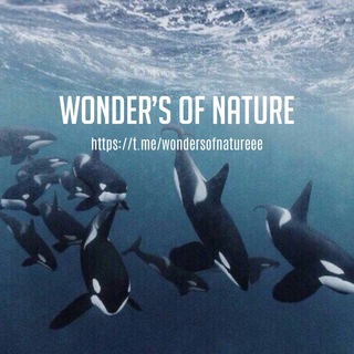 Логотип wondersofnatureee